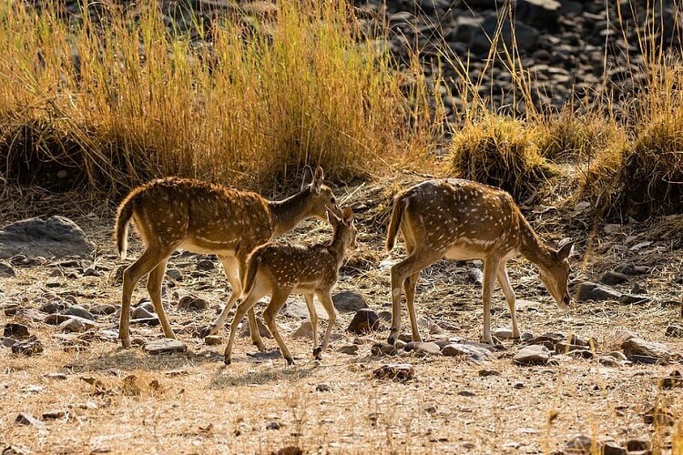 ranthambore-national-park