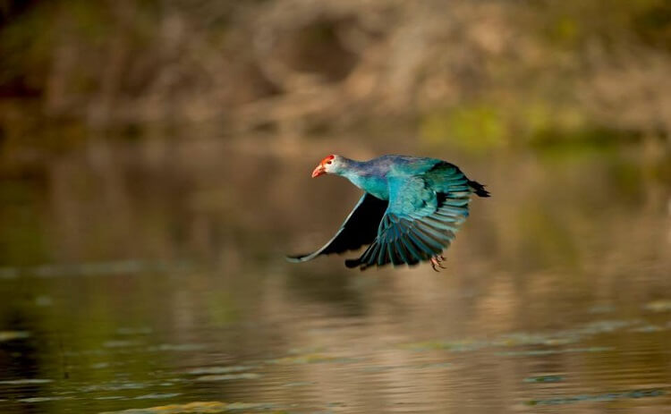 Keoladeo_ghana_national_park_with_blue_bird